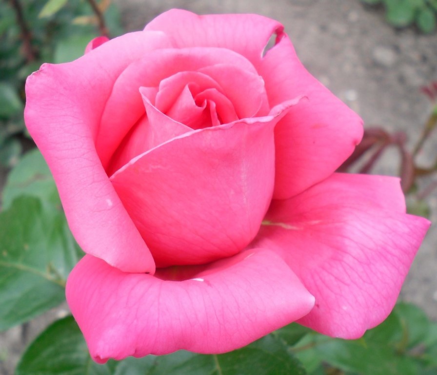Роза равель фото и описание